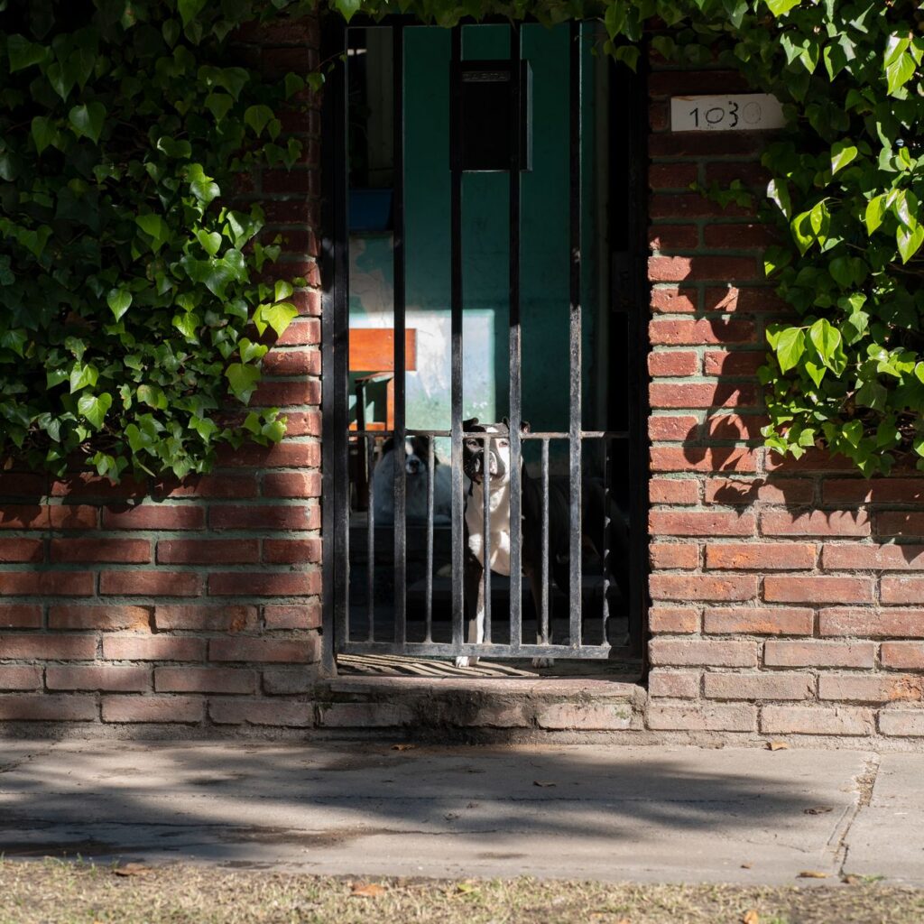 ¿Qué hacer si tu mascota necesita atención médica y no tienes seguro? 1 pexels photo 31619573