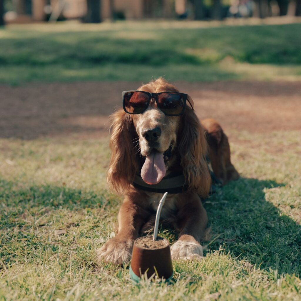 Ranking de los mejores seguros para mascotas en 2023 1 pexels photo 33110531 1